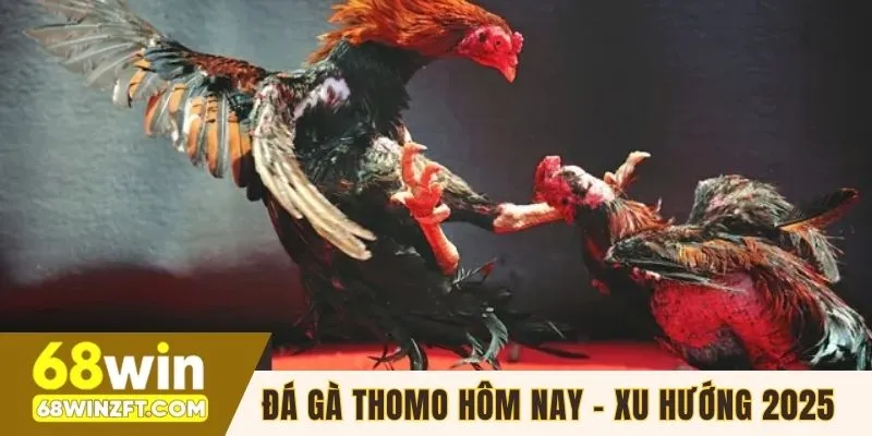 Cách Chơi Đá Gà Thomo Hôm Nay